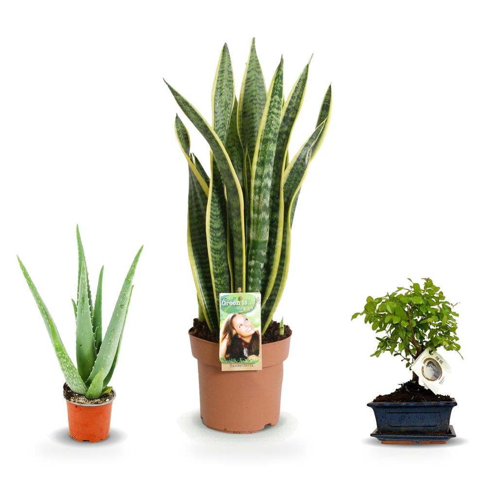 Cuisine ensoleillée — bonsaï en boule, aloë vera & sansevieria laurentii — lot de 3 plantes