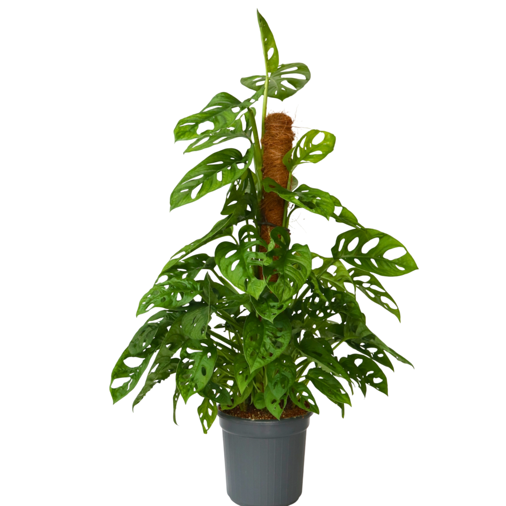 Plante à trous - monstera adansonii 'monkey mask' - hauteur 60-70cm - ⌀16cm