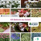 Kit pour balcon / terrasse au soleil - lot de 9 plants en godet