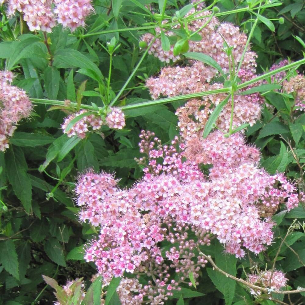 Spirée du japon manon, spiraea pot de 1,5l - 20/40 cm