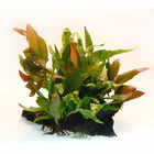 Plante aquatique : Microsorium Pteropus sur souche L