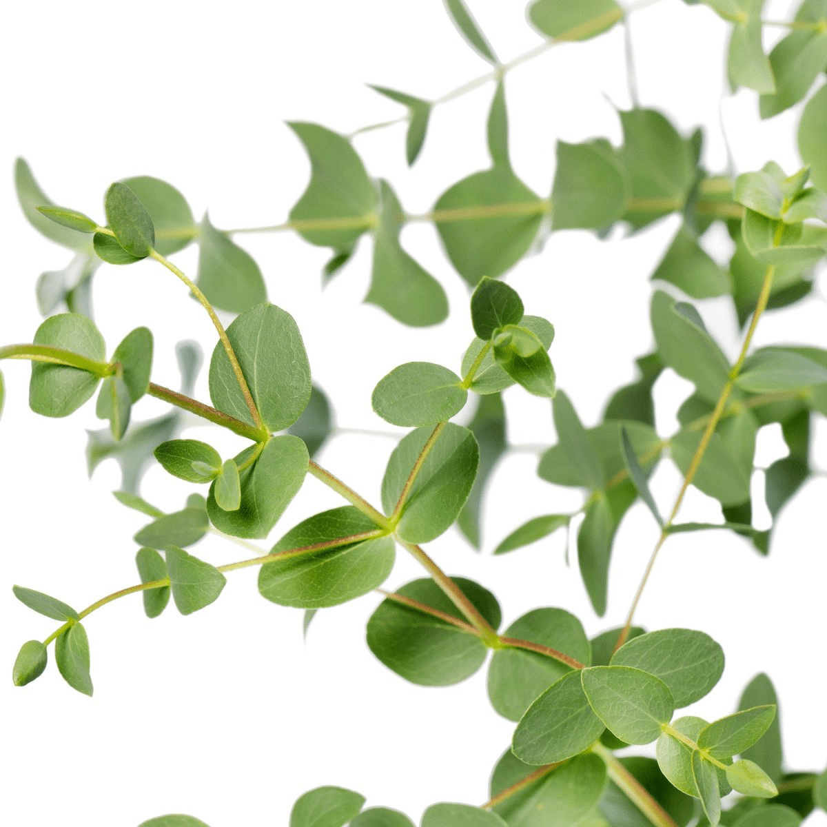 Eucalyptus parvifolia - ↨30cm - ø17cm - plante d'extérieur