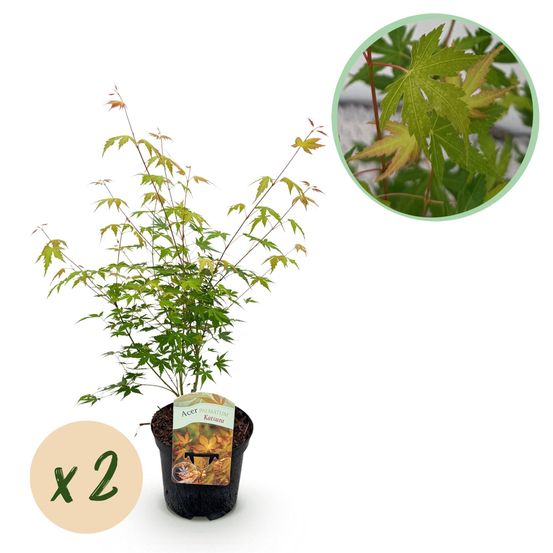Lot de 2 - érable japonais - h70 cm