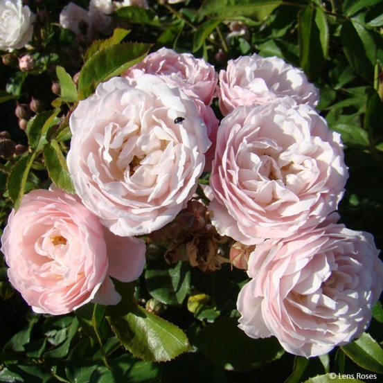 Rosier à fleurs groupées 'rose de la petite chabotte' pot de 4l/5l