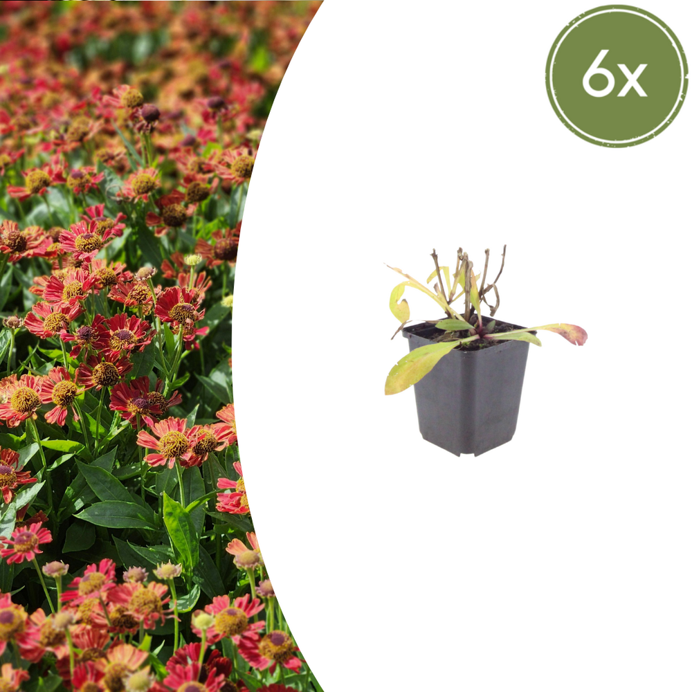 Hélénie (helenium) 'moerheim beauty' - 12