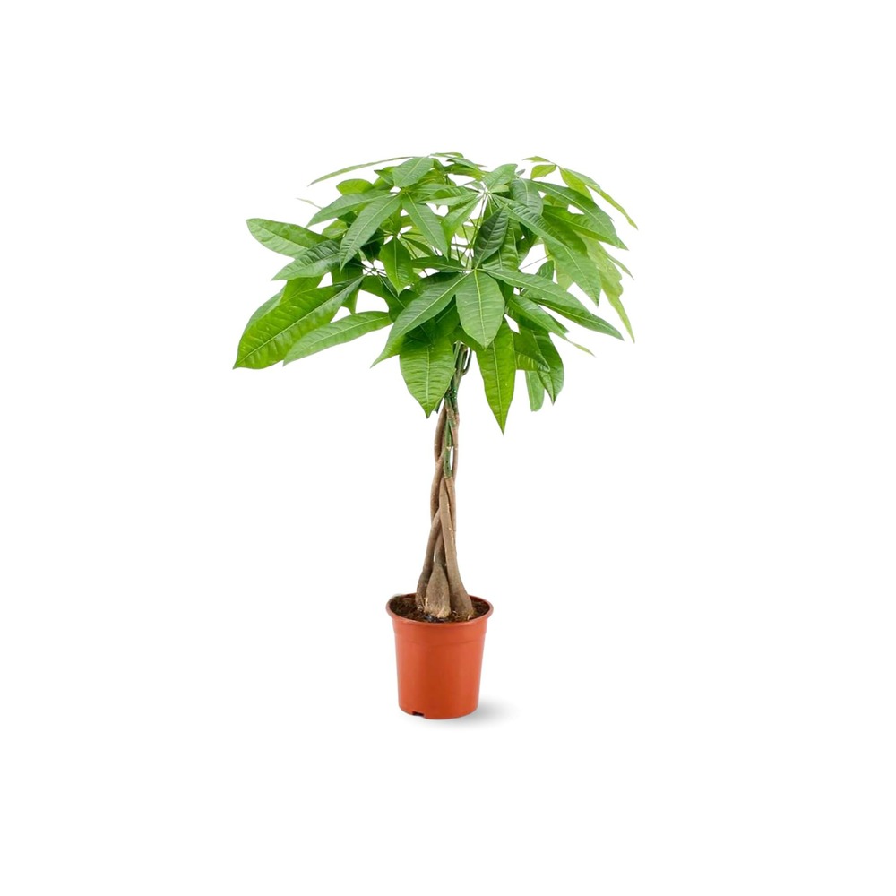 Pachira aquatica - plante d'intérieur - peu d'entretien - ↕ 50-60 cm - ⌀ 14 cm - money tree