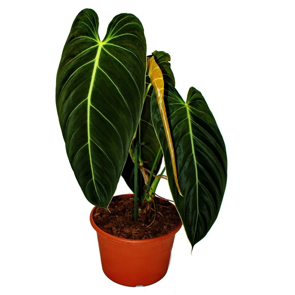 Philodendron melanochrysum - l'ami des arbres noir et or - pot de 20cm