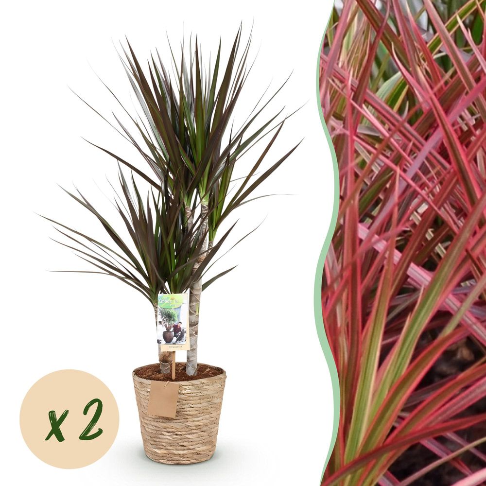 Dracaena magenta - arbre dragon - lot de 2 plantes - pot de 17cm - hauteur 70-80cm - plantes d'intérieur