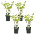 Viburnum tinus - set de 4 - véritable laurier-cerise plante vivace - pot 17cm - hauteur 25-40cm