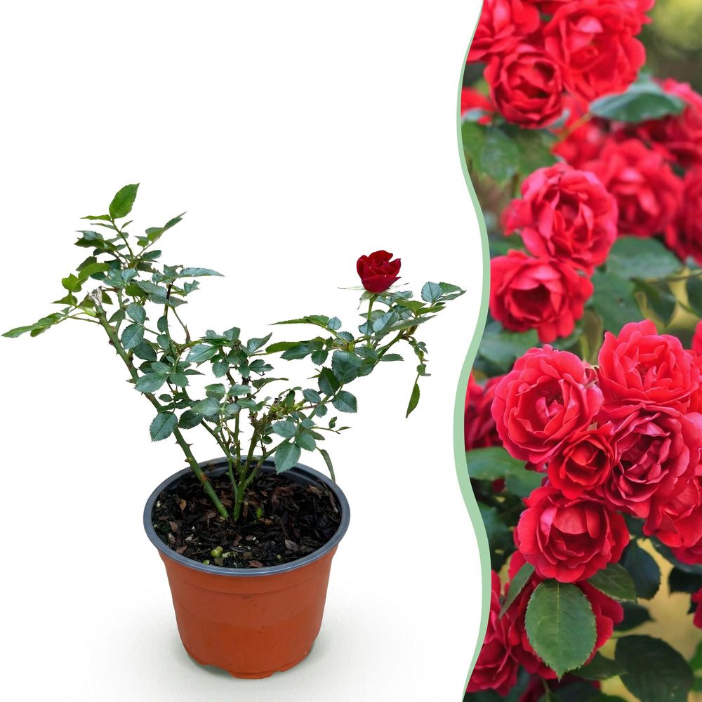 Rosier couvre-sol 'the fairy' rouge (rosa polyantha) - rosier rouge remontant - pot 12 cm - hauteur 20-25 cm - plante d'extérieur