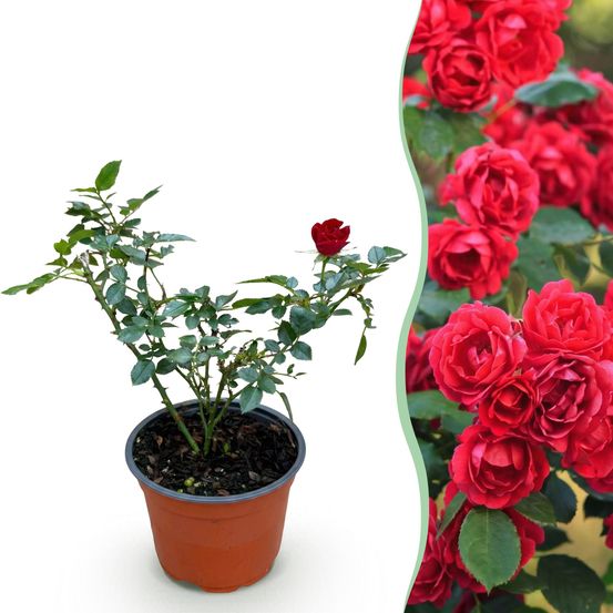 Rosier couvre-sol 'the fairy' rouge (rosa polyantha) - rosier rouge remontant - pot 12 cm - hauteur 20-25 cm - plante d'extérieur
