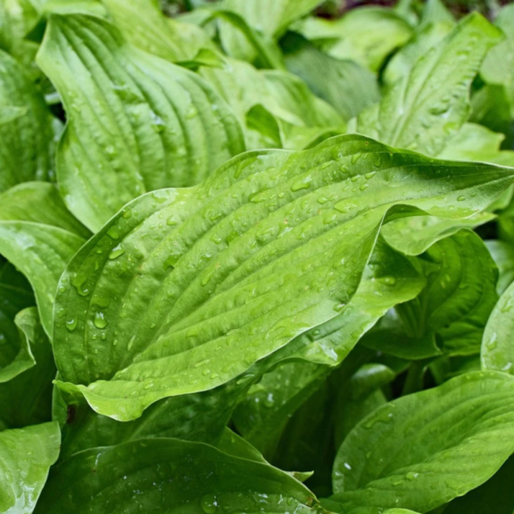 Hosta royal standard pot de 1 litre