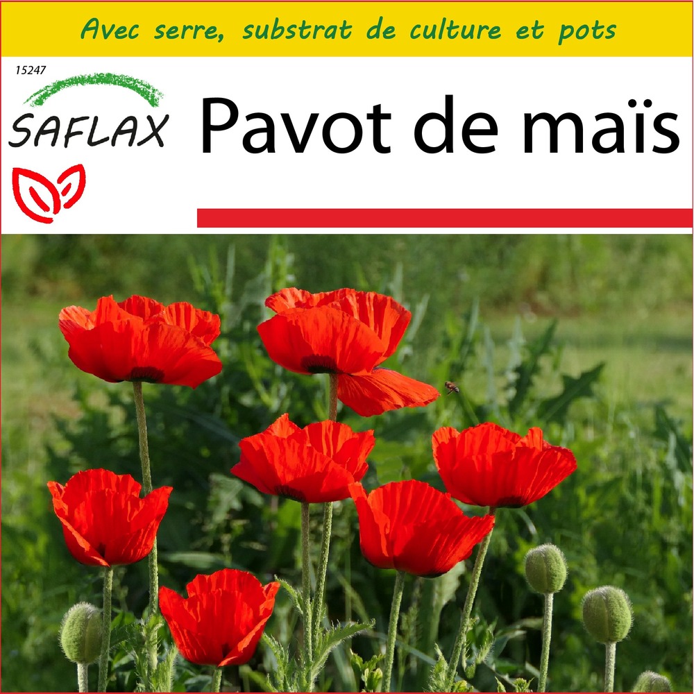 Ensemble de culture - pavot de maïs - 27000 graines - papaver rhoeas