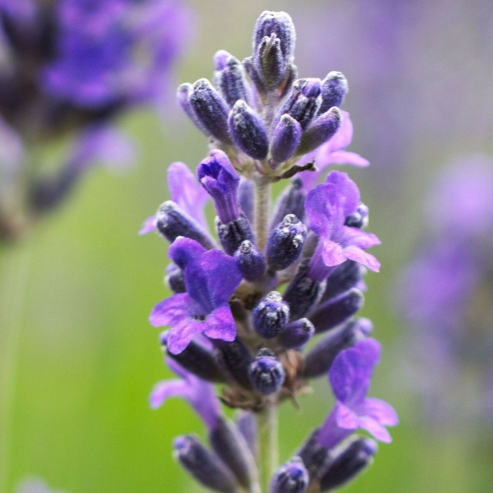 Lavande dwarf blue pot de 3l - 20/40 cm