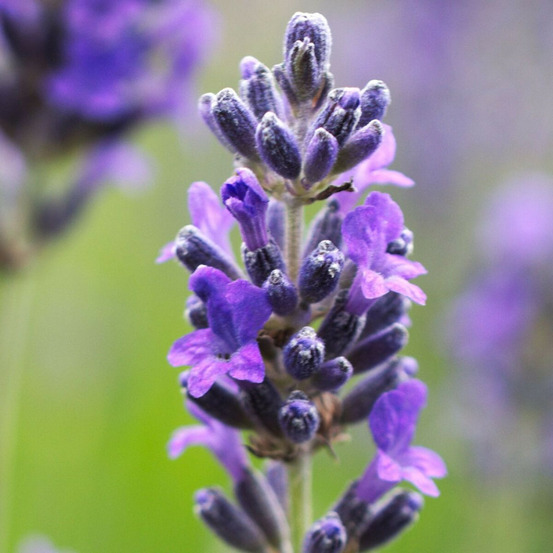 Lavande dwarf blue pot de 3l - 20/40 cm