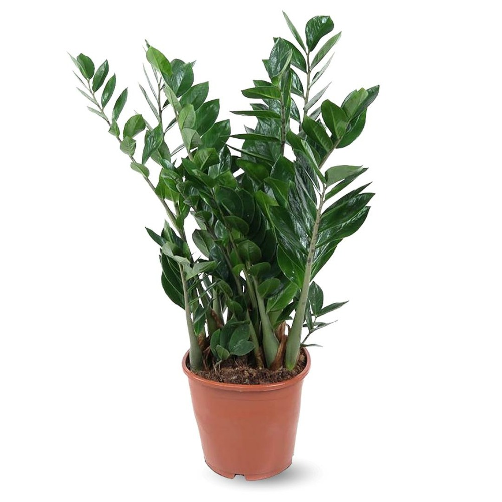 Zamioculcas zamiifolia - plante zz - ↕ 90-100 cm - ⌀ 21 cm - plante d'intérieur - succulente