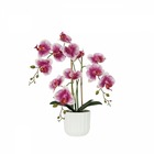 Orchidée artificielle blanc-fuchsia 50cm