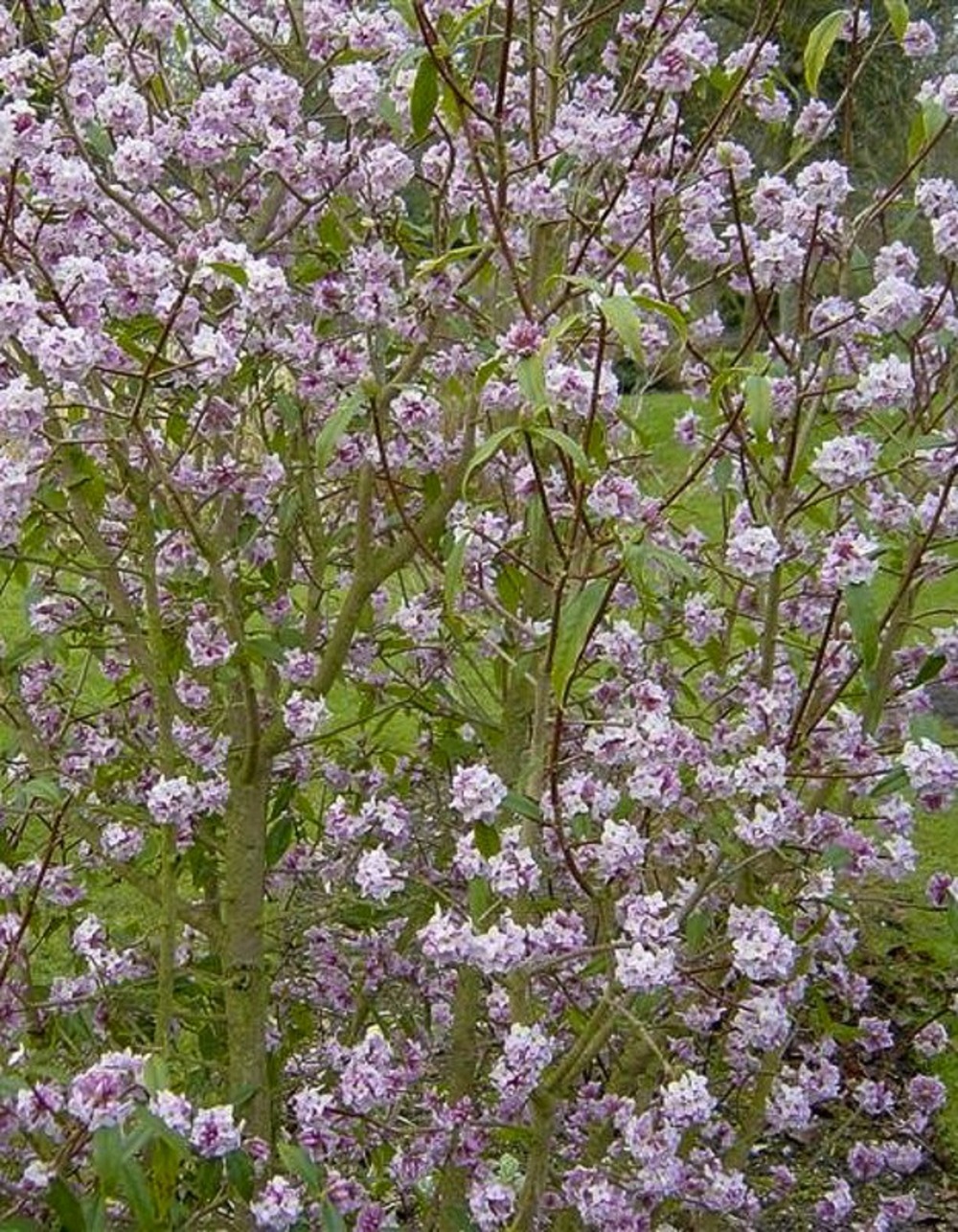 Bois-joli 'spring beauty ' pot de 3l/4l