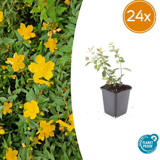Lot de 24 - hypericum dummeri 'peter dummer' - h10-25 cm