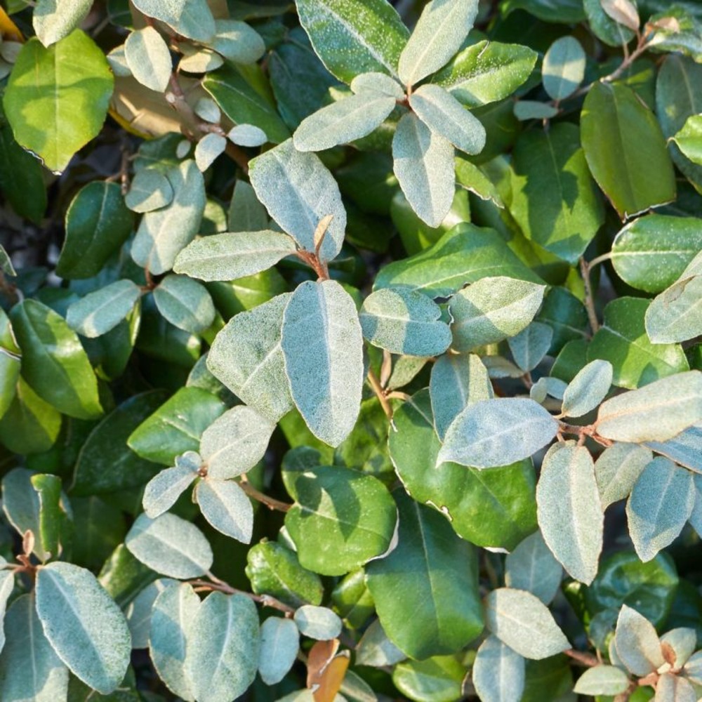 Chalef d'ebbingei - elaeagnus xebbingei en pot 9l 100/120cm