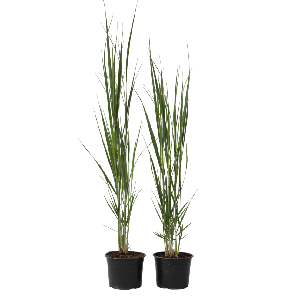 Panic érigé - set de 2 - panicum virgatum 'northwind' - hauteur 40-60cm - ⌀23cm