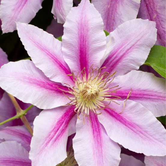 Clematite - clematis little duckling 70cm