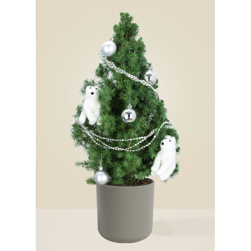 Hubert le polaire - sapin naturel en pot - taupe (céramique) - hauteur : 60/70cm