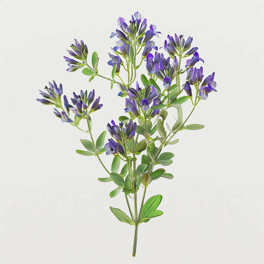 1500 graines de luzerne (medicago sativa) - semisauvage permaculture