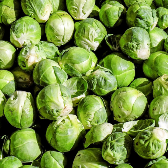Graines de chou de bruxelles jade cross hybride hf1 - vilmorin sachet