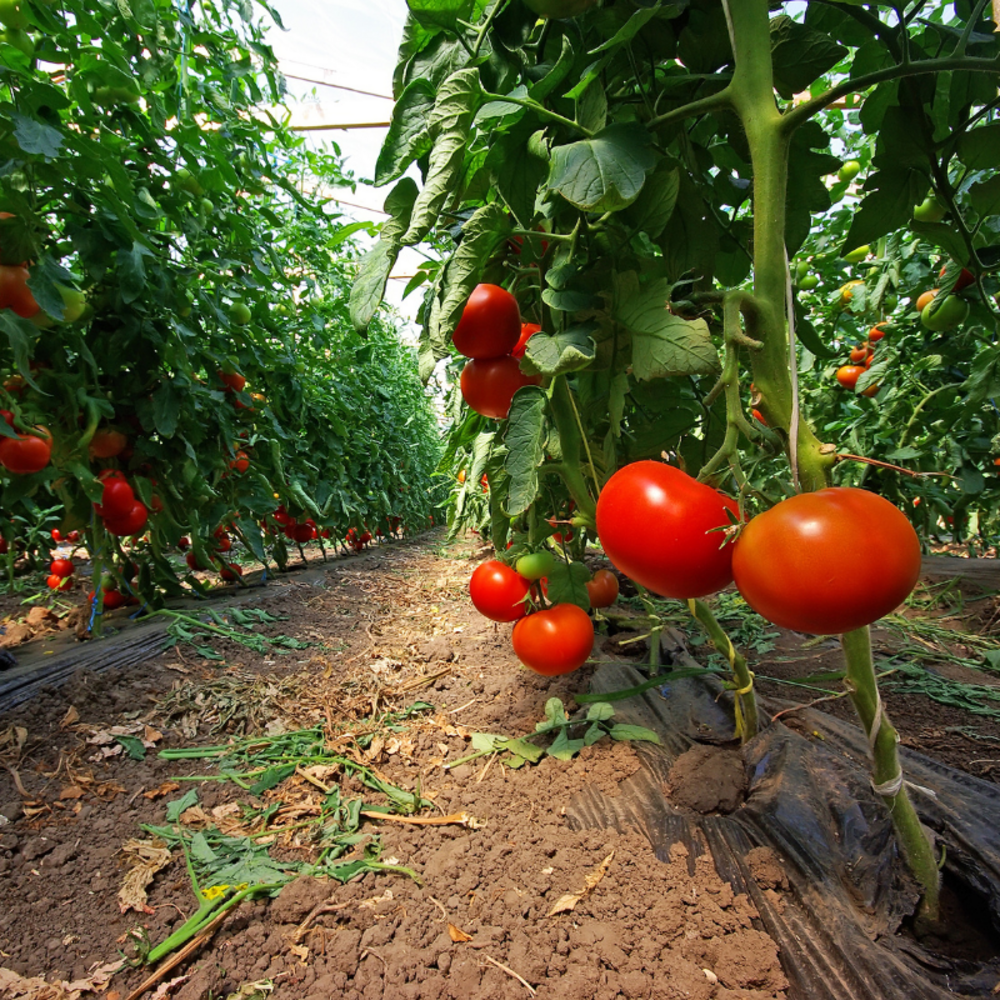 3 plants tomate mix barbecue motte 7cm