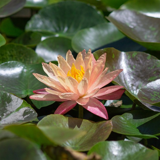 Nénuphar wanvisa - le pot / ø 11cm