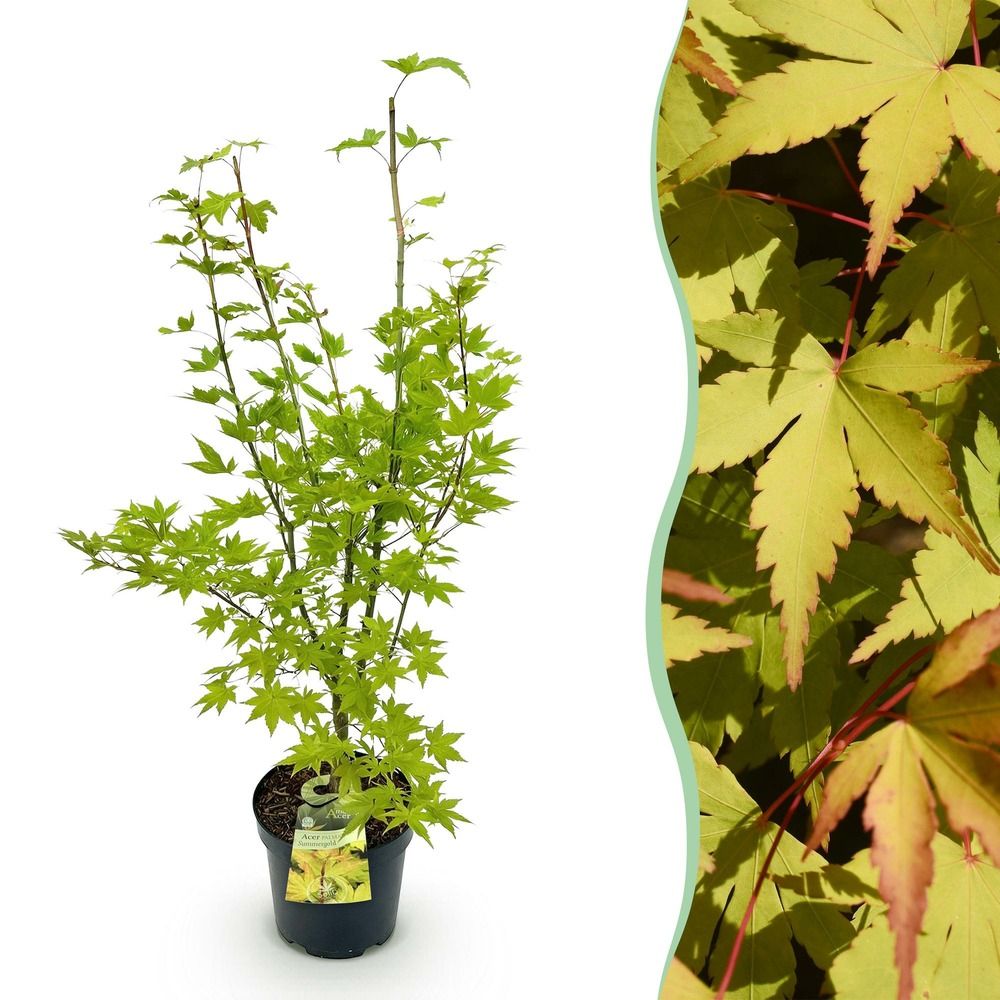 Érable du japon 'summergold' - pot 26 cm - hauteur 90 cm