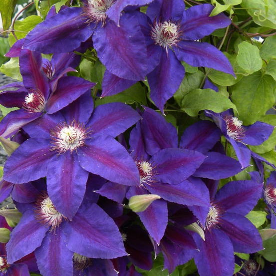 Clématite wildfire pot de 1,5l - tuteur bambou 30/60 cm