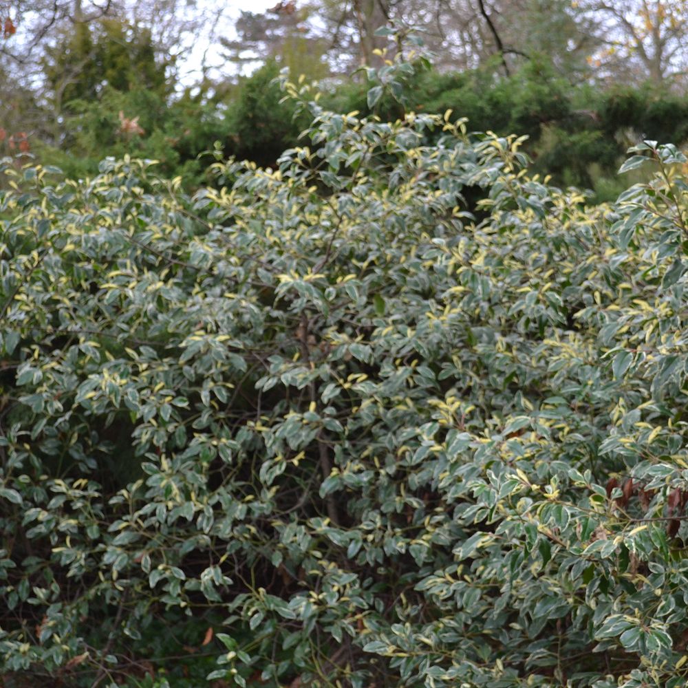 Laurier du portugal 'variegata' pot de 3l/4l