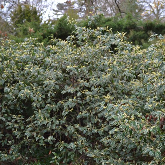Laurier du portugal 'variegata' pot de 3l/4l