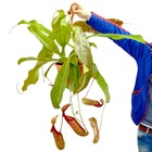 Nepenthes maxima - plante à pichet géante - feu de circulation