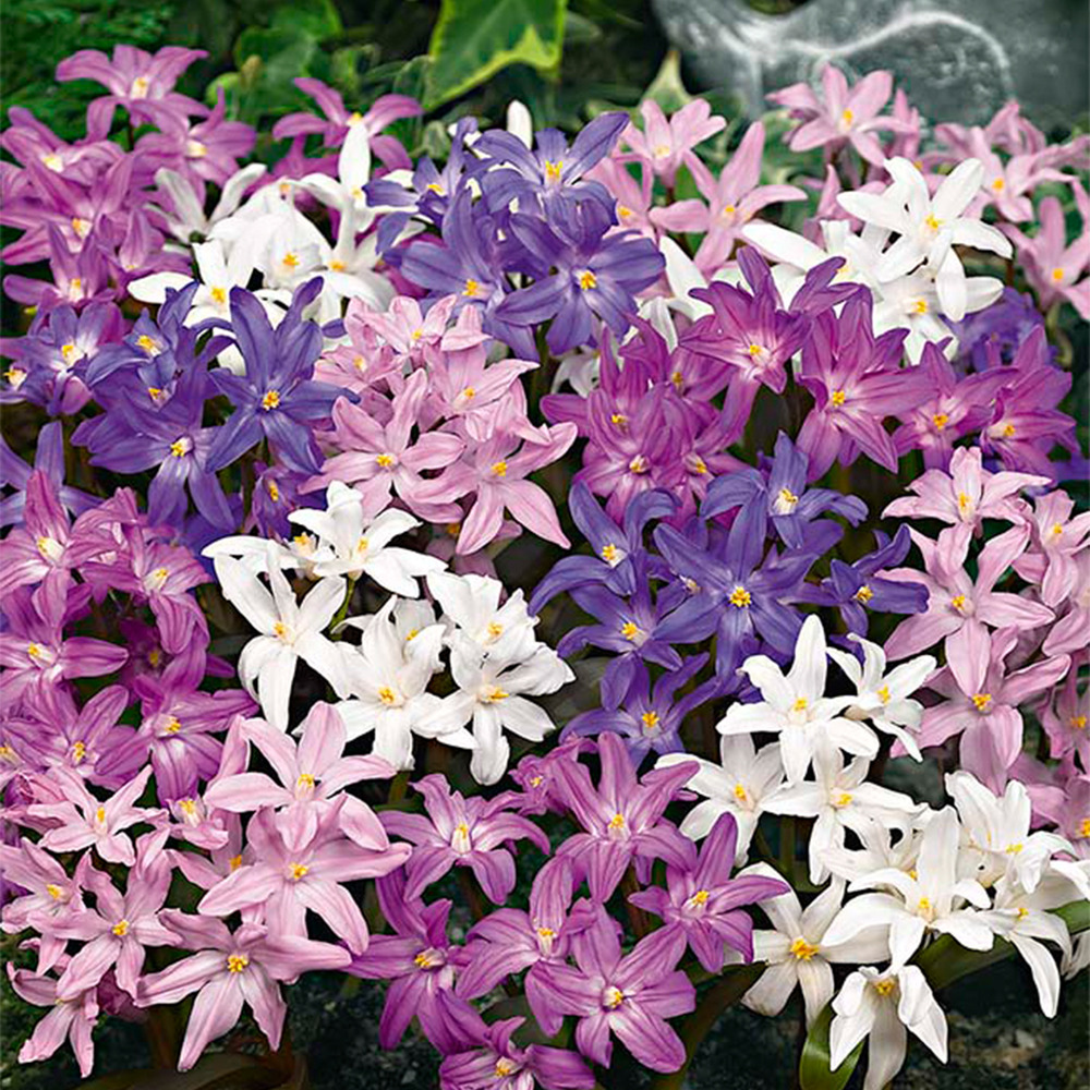 Mélange de 50 - chionodoxa forbesii - grande fleur des neiges - pousse jusqu'à 10-15 cm