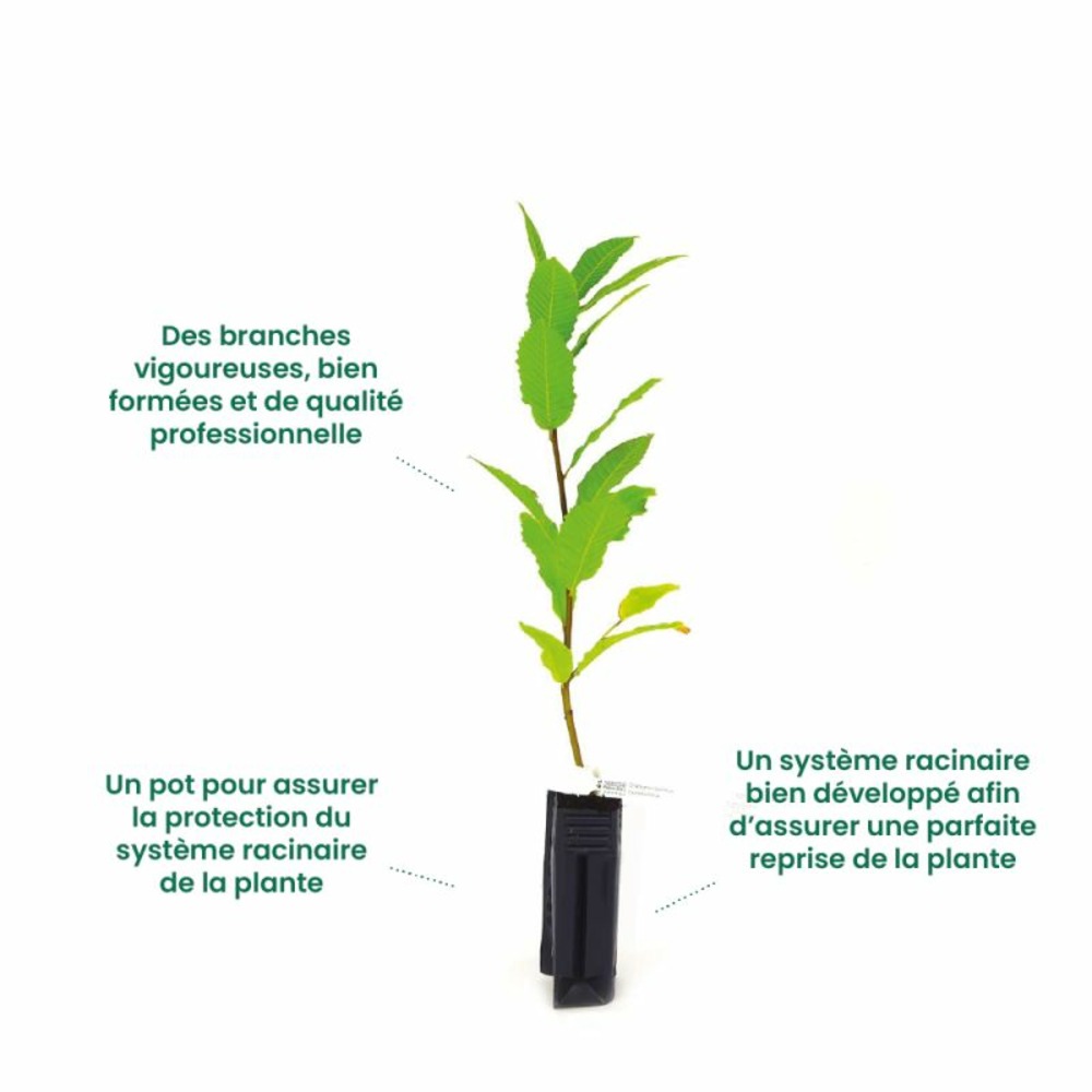 Myrte commun 'pitchoun' bio (myrtus communis 'pitchoun' bio) - godet 9cm