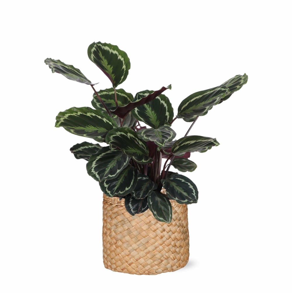 Calathea medallion et son pot panier naturel - hauteur 70cm