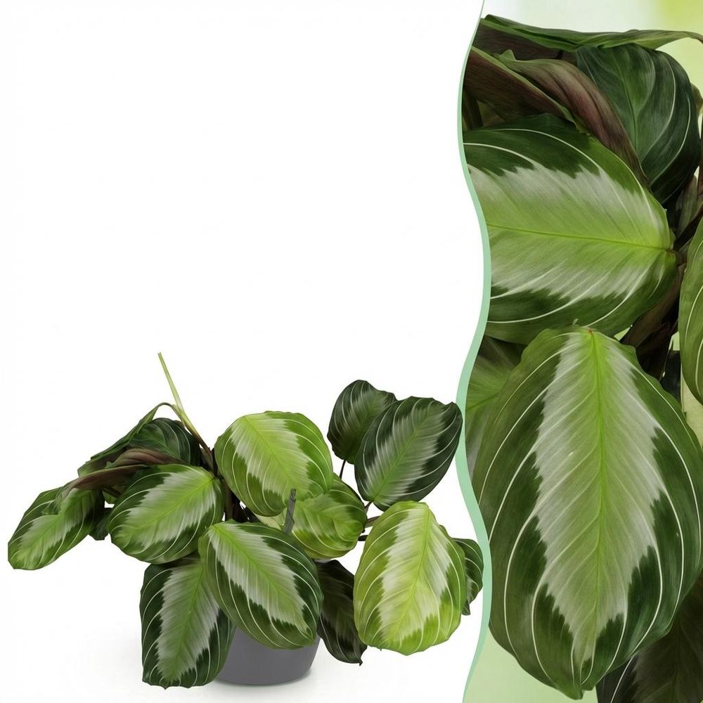Maranta fascinator silverband - pet-friendly - pot de 12cm - hauteur 25-35cm - plantes d'intérieur
