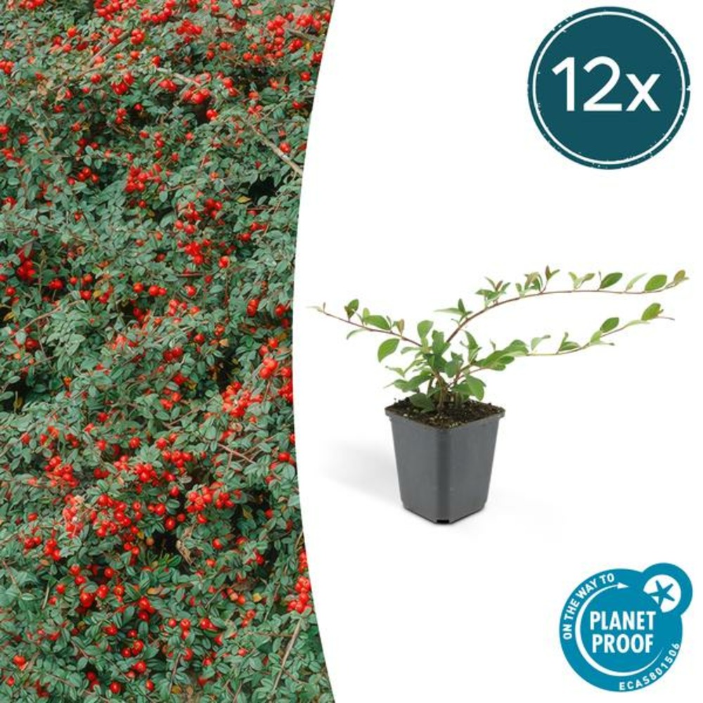 Cotonéaster de dammer x12 – entre 0,75 et 1m2