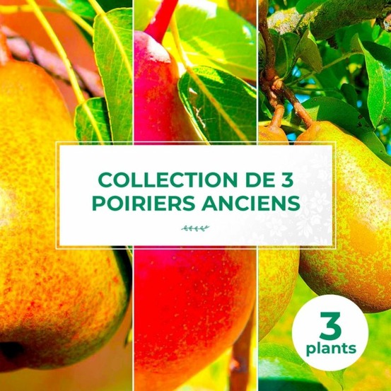 Collection 3 poiriers variétés anciennes