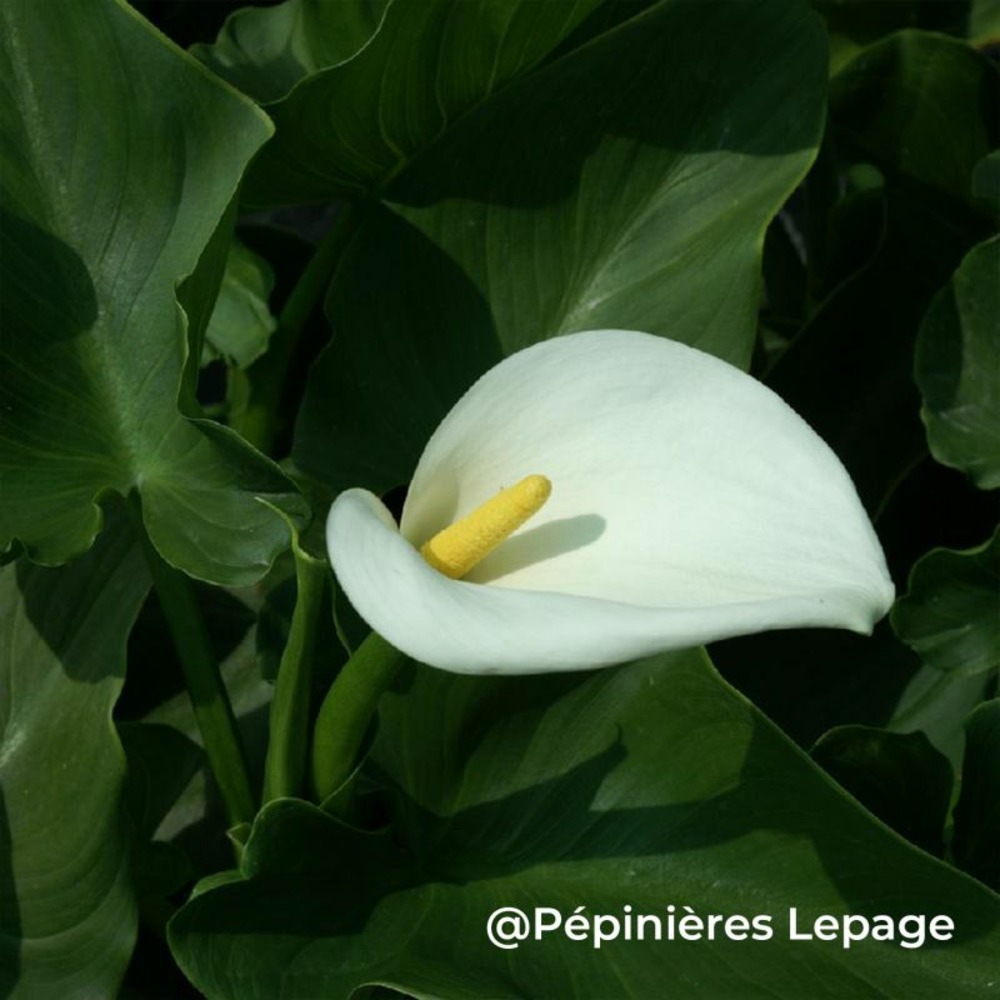 3 arums d'ethiopie 'crowborough' (zantedeschia aethiopica 'crowborough')