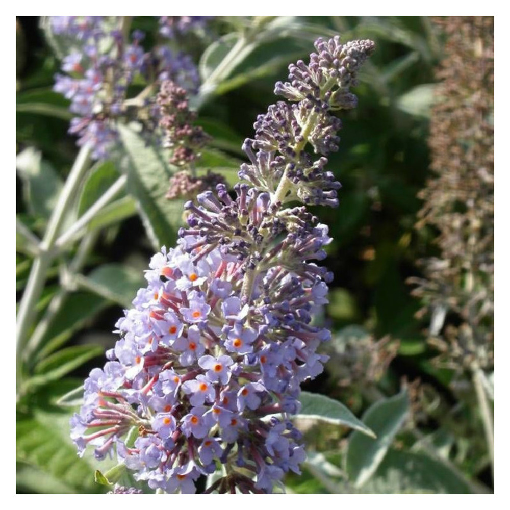 Arbre aux papillons lochinch, buddleia pot de 4l - 40/60 cm