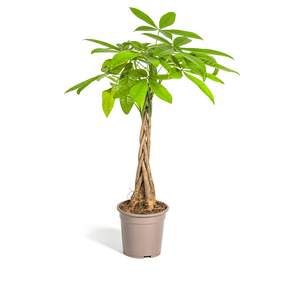 Pachira aquatica ø19cm - ↕70 - 90cm - plantes d'intérieur