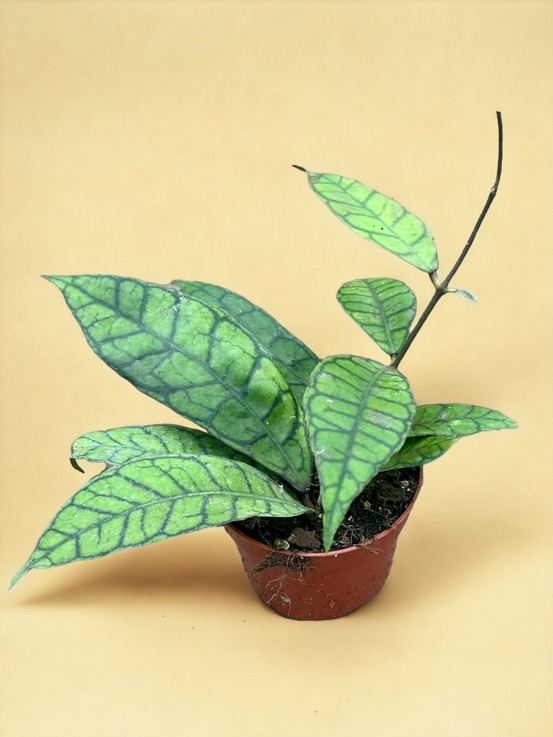 Hoya callistophylla