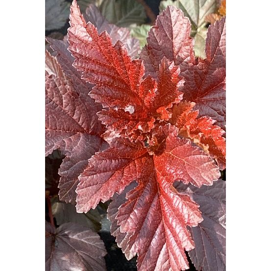 Physocarpe à feuille d'obier'lady in red' - en pot de 3 litres