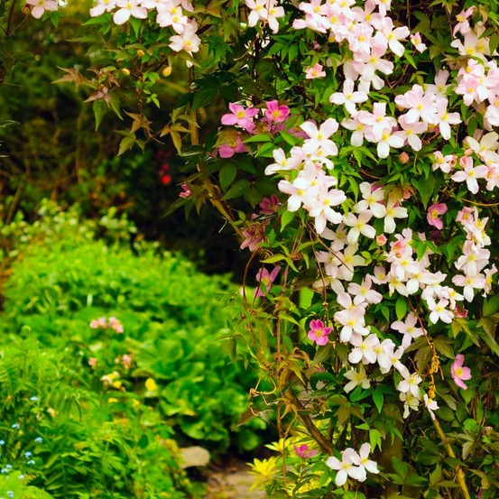 Clématite Montana 'Mayleen' (Clematis Mont…