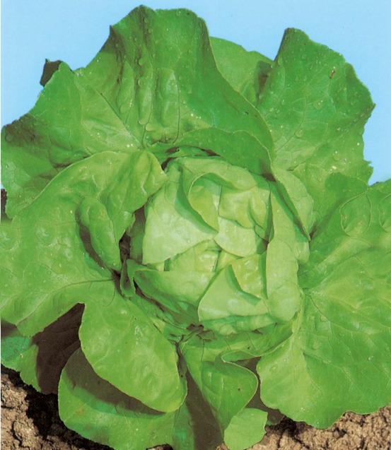 Laitue merveille d'hiver bio - 2 g