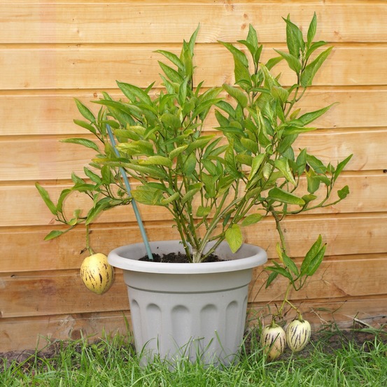 Poire-melon - le pot / ø 10.5cm / hauteur livrée 10-15cm, vendu par lot de 4